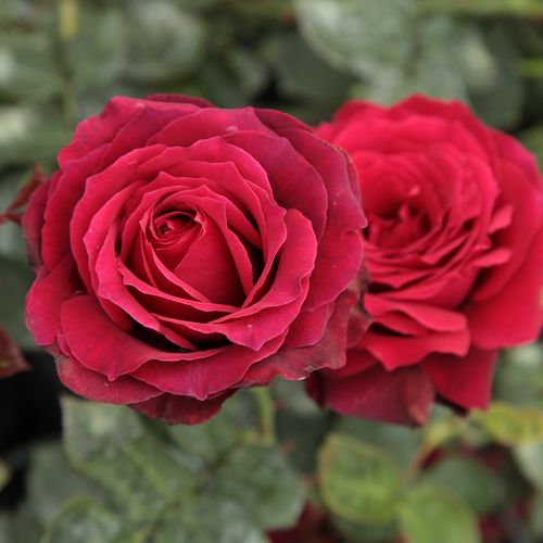 Shop - Rosa Magia Nera™ - rot - teehybriden-edelrosen - diskret duftend - Maurice Combe - dekoratiev, dunkelbordeaux farbene Blüten, in Gruppen gepflanzt  schön.Ihre Blüten haben tiefe Farben, dunkelbordeaux, schwarze Knospen, duftende, fasrige Blüten.